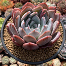 Echeveria 'Ivory' 4"-5" Powdery Succulent Plant