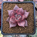 Echeveria Agavoides 'Red Ebony' 1" Succulent Plant