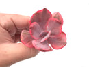 Echeveria 'Angel Wing' Variegated 2"-3" Rare Succulent Plant