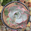 Echeveria 'Flying Cloud' Variegated 5" Succulent Plant