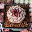 Echeveria 'Red Velvet' 2" Succulent Plant