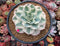 Echeveria 'Compton Caoursel' Variegated 4""-5 Succulent Plant