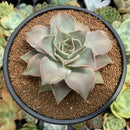 Echeveria 'Madiba' 5" Succulent Plant