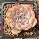 Echeveria 'Maria' 1" Succulent Plant