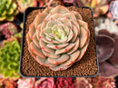 Echeveria 'Fun Queen' 2"-3" Succulent Plant
