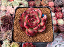 Echeveria Agavoides 'Tim' 3" Succulent Plant