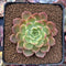 Echeveria Agavoides 'Ruby' 2" New Hybrid Succulent Plant