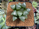 Haworthia Comptoniana Hybrid 2"-3" Succulent Plant