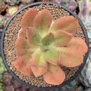 Echeveria 'Kinoa' 3" Succulent Plant