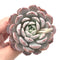 Echeveria 'Raffine' 3” Succulent Plant