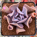 Echeveria 'Perle von Nurnberg' Trumpeting Form (Not Trumpet Pinky) 2" Succulent Plant
