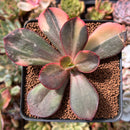 Echeveria 'Primadonna' Variegated 2"-3" Succulent Plant
