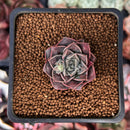 Echeveria 'Water Drop' 1" Succulent Plant