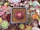 Echeveria Agavoides 'Shani' 1" Succulent Plant