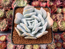 Echeveria 'Manner Queen' 3" Powdery Succulent Plant