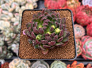 Echeveria 'Scorpio' 2" Succulent Plant