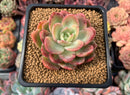 Echeveria sp. 2" Succulent Plant