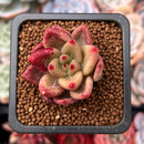Echeveria Agavoides 'Shaikh' 1" Succulent Plant