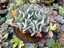 Echeveria 'Exotic' 4" Succulent Plant