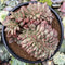 Echeveria 'Ariel' Crested 4"-5" Succulent Plant