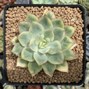 Echeveria 'Esther' Variegated 3"-4" Succulent Plant