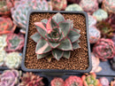 Echeveria 'Monocerotis' Variegated 2" Succulent Plant