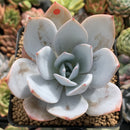 Echeveria 'White Lotus' 3" Powdery Succulent Plant
