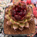 Echeveria Agavoides 'Black Queen' 3" Succulent Plant