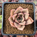 Echeveria 'Lilacina' x 'Rubin' Hybrid 1" New Hybrid Succulent Plant