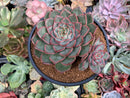 Echeveria 'Mosan' 4" New Hybrid Succulent Plant