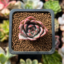 Echeveria sp. 1" Succulent Plant