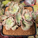Echeveria 'Suyon' Variegated 3" Cluster Succulent Plant