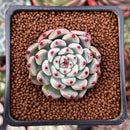 Echeveria 'Cherry Blossom Ending' 1" Succulent Plant