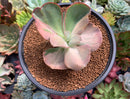 Echeveria 'Suyon Frill' Variegated 4" Succulent Plant