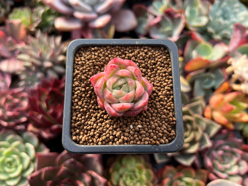 small red succulent plant Echeveria 'Red Ice' 1/2"-1" Small Succulent Plant – True Succulents Plant  Co