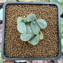 Haworthia Maughanii sp. 1" Succulent Plant