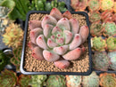 Echeveria 'Pena' 3" Succulent Plant