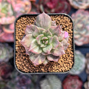 Echeveria 'Silver Prince' Variegated 1" (Expert Only) Succulent Plant