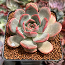 Echeveria 'Glam Pink' 2"-3" Succulent Plant