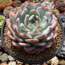 Echeveria 'Orange Monroe' 4"-5" Succulent Plant