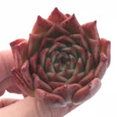 Echeveria Agavoides Elizabeth 2” Rare Succulent Plant