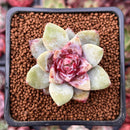Echeveria 'German Champaign' 1" Succulent Plant