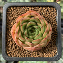 Echeveria 'Melanie' 1” Succulent Plant