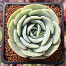 Echeveria 'Mont Blanc' 2" Succulent Plant