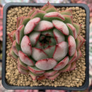 Echeveria Agavoides 'Pink Dragon' 2"-3" Succulent Plant