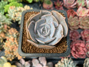 Echeveria 'Flux' 1" New Hybrid Succulent Plant