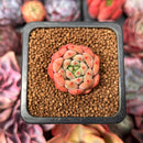 Echeveria 'Scarletta' 1" Succulent Plant