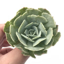 Echeveria ‘Cooks Pride’ Variegated 3" Variegated Rare Succulent Plant