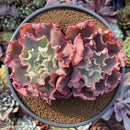 Echeveria 'Takasago No Okina' 5"-6" Cluster Succulent Plant