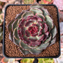 Echeveria 'Black Pearl' 2"-3" New Hybrid Succulent Plant